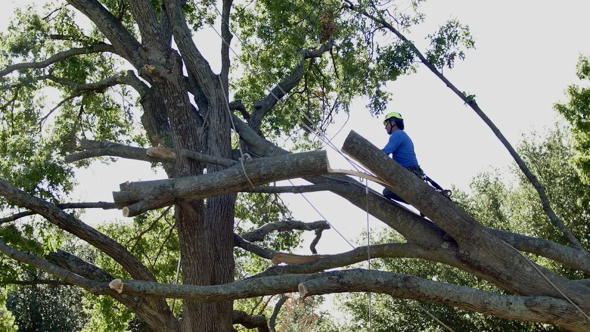 Professional Crown Thinning performed by certified arborists in Mc Clure